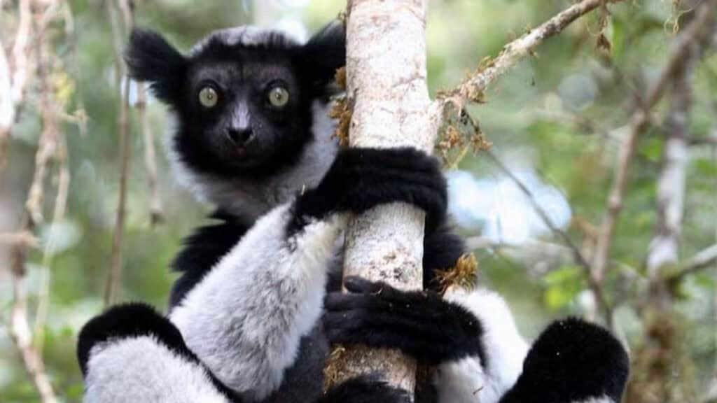 Madagascar Lima Group