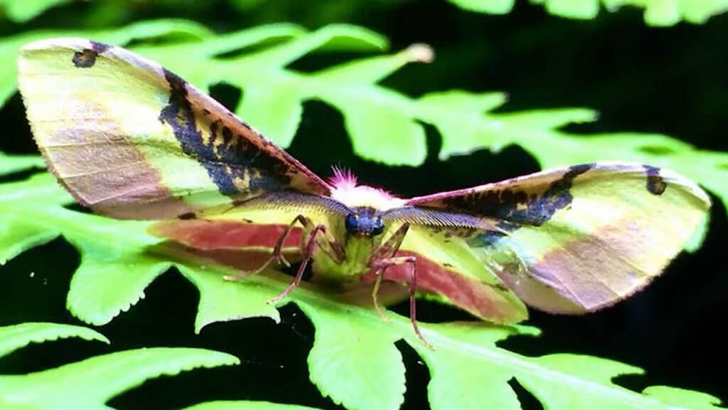 Madagasgar Group Tour