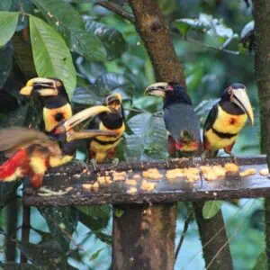 Ecuador: Adventure to the Middle of the World - Volcanoes, UNESCO Cities, Inca Ruins & Amazon Rainforest