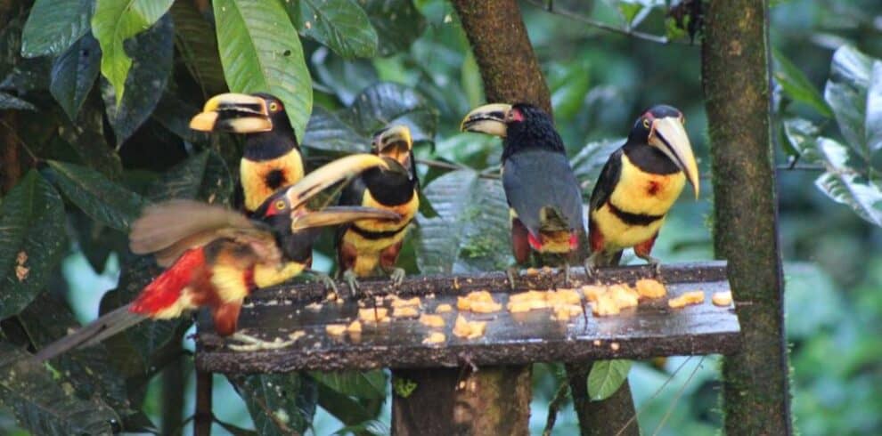 Ecuador Casa Toucans Solo Travellers