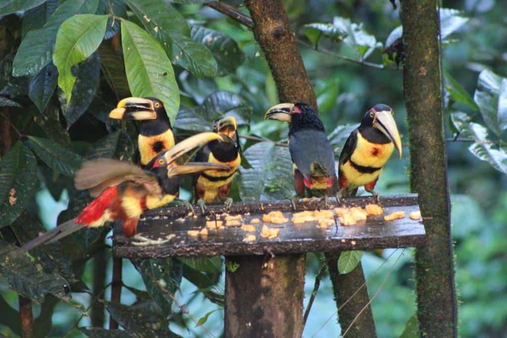 Ecuador Casa Toucans Solo Travellers