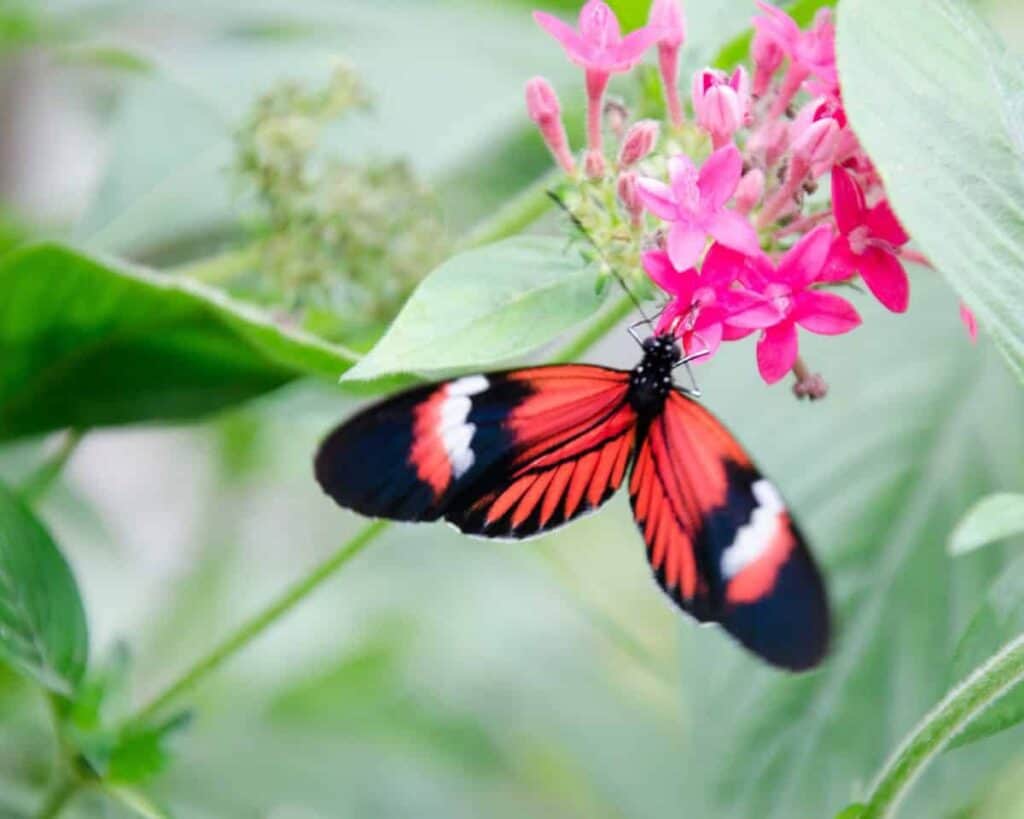 Ecuador Solo Travel Mindo Butterflys 2