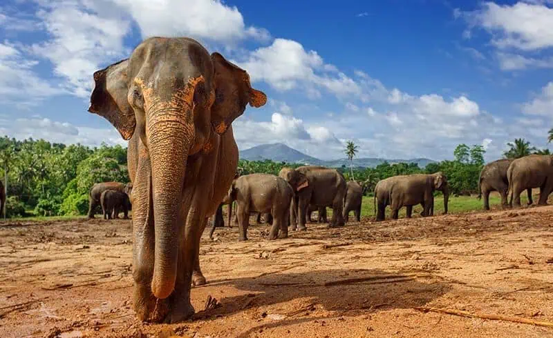 SriLanka Group Tours Elephants