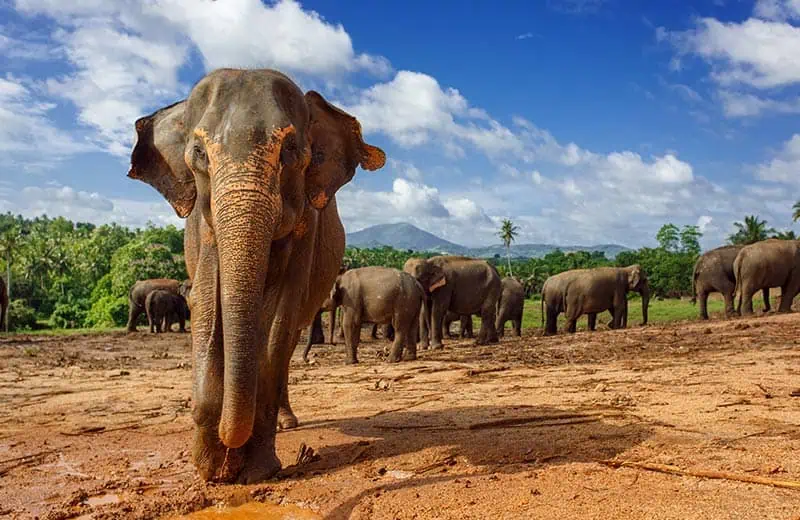 SriLanka Group Tours Elephants