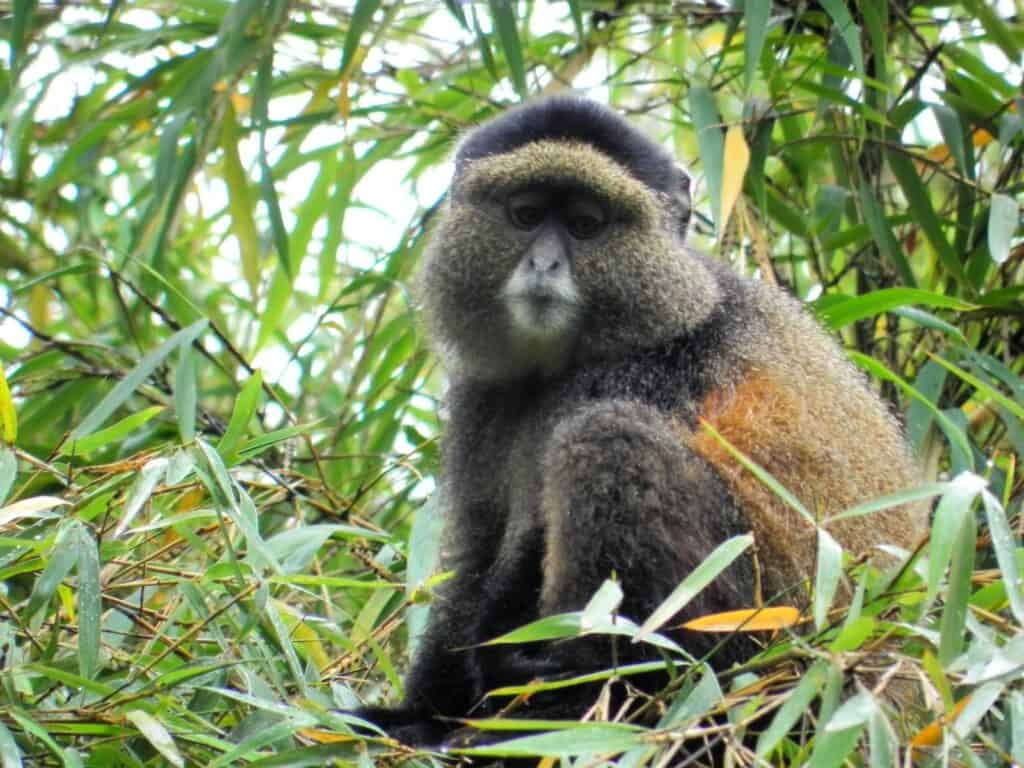 Uganda golden monkeys