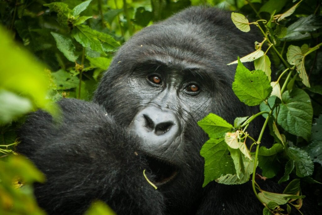 Uganda gorilla cover pic