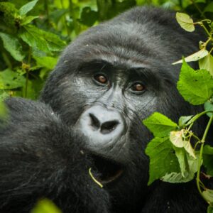 12 Days Uganda and  Rwanda Gorillas and Primates Adventure Safari.