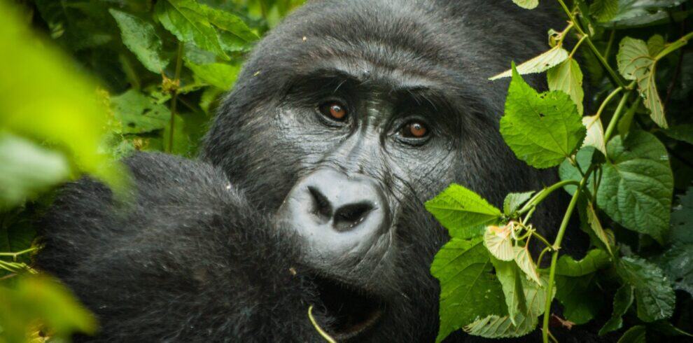 Uganda gorilla cover pic