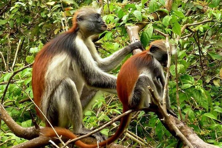 Zanzibar RedColobusMonkey Tour Group SoloTravellers