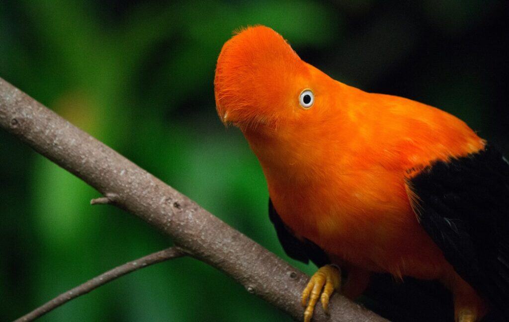 ecuador Group Travel Solos CockOfTheRock Ecuador