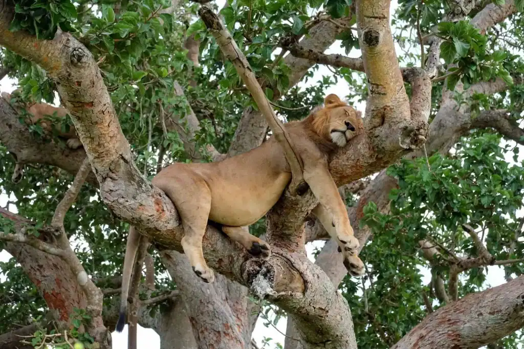 uganda lions trees