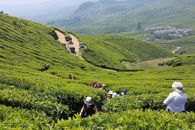 Trip Search 14 Kerela tea trail solotraveller groupholidays