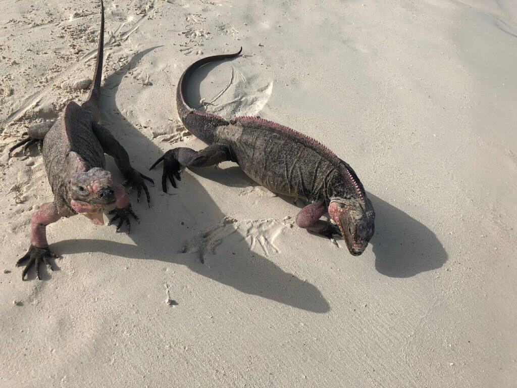 Trip Search 129 Bahamas Iguanas solotravellers