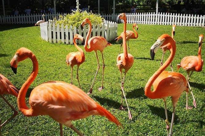 Trip Search 139 Bahamas flamingos solotravellers grouptravel