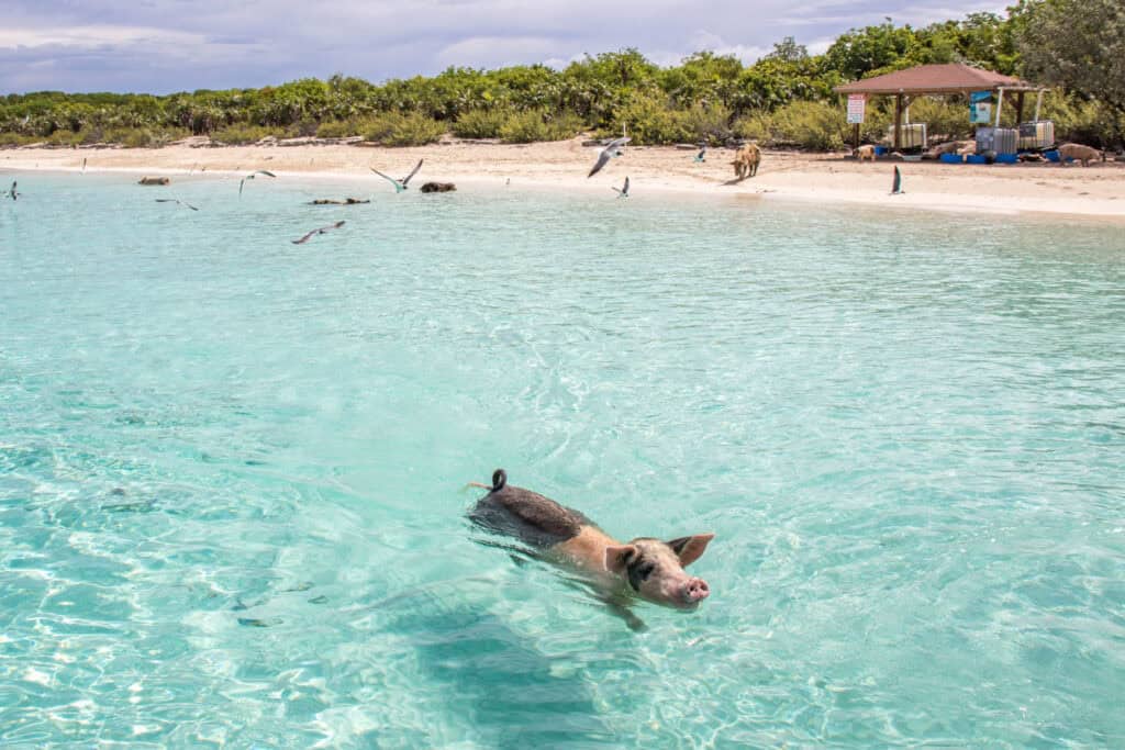Trip Search 128 Bahamas pigs solotravellers