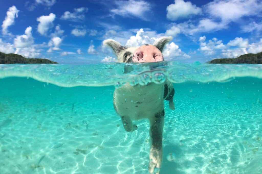 Trip Search 117 Bahamas pigs swimming
