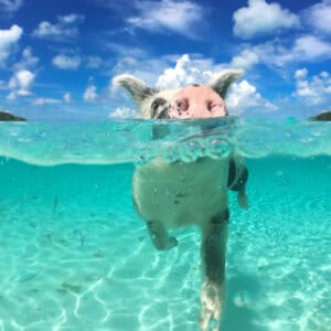10 Gorgeous Nights in the Bahamas. New Providence  & Great Exuma Islands.