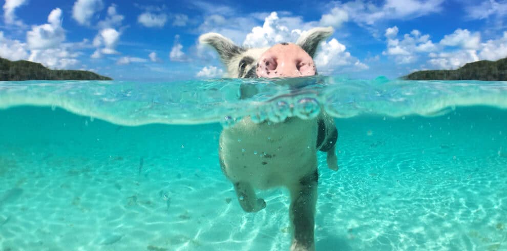 Bahamas pigs swimming