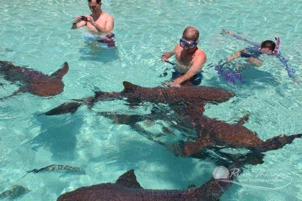 Trip Search 125 Bahamas sharks solotravellers