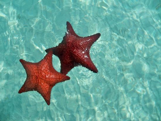 Trip Search 123 Bahamas starfish solotravellers