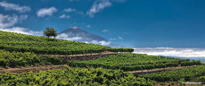 Trip Search 12 Tenerife bodega monjez