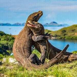Lesser Travelled Indonesia. Jakarta , Flores and Komodo Island with 3 nights Sailing on a Luxury Boat