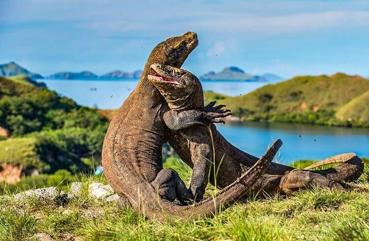 flores Cover Komodo Group Solos 1